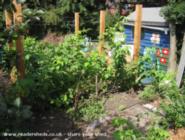 Raspberries growing next to the shed of shed - plot shed, 