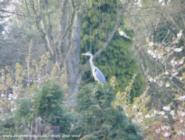 Heron watching of shed - Mysterious Shed, 