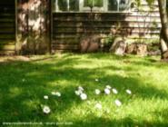 daisies in front of shed of shed - Mysterious Shed, 