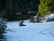 Fox of shed - Mysterious Shed, 