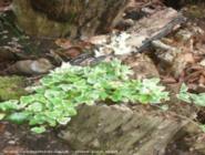 logs and ivy of shed - Mysterious Shed, 