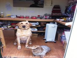 Scented Shed: Shed Security