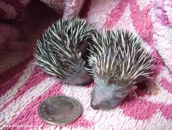 Smallest hoglets to stay in shed during 2011 - weighing just 32 and 34 grams of shed - The Hedgehog Shed, 
