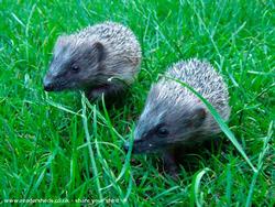 The small hoglets just six weeks later of shed - The Hedgehog Shed, 