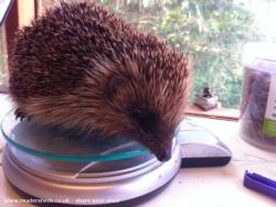 Grundy having a weigh-in. of shed - The Hedgehog Shed, 