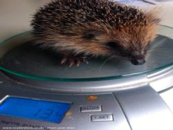 'Timmy' a 2013 autumn hoglet having a weight check of shed - The Hedgehog Shed, 