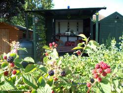 View from the fruit bushes of shed - Una Barraca, Northamptonshire