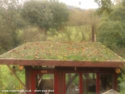 green roof of shed - Dave's Hobbit Hole, South Yorkshire