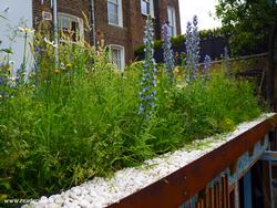 Green Roof in bloom of shed - eco bike høøse, Greater London