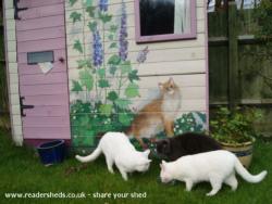 front of shed - Cat's house, Hertfordshire
