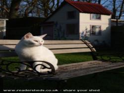 Photo 19 of shed - Cat's house, Hertfordshire