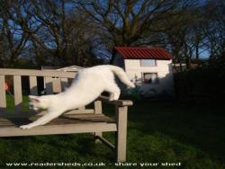 Photo 22 of shed - Cat's house, Hertfordshire