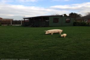 Side view with pigs of shed - 19th Hole Bar , Lincolnshire