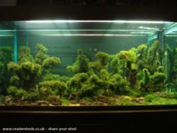 Fish Tank of shed - The man cave, Lancashire
