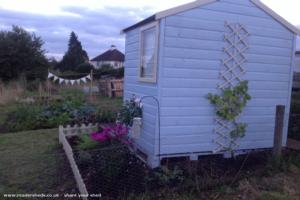 Back view with grape vine of shed - The martins , Essex