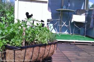 Herb garden on the decking of shed - The martins , Essex
