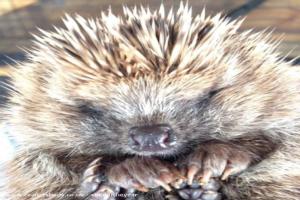 Hogtober is upon us of shed - Waveney Valley Hogspital - Hedgehog rescue and reh, Norfolk