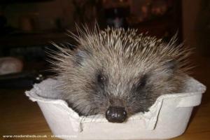 Photo 21 of shed - Waveney Valley Hogspital - Hedgehog rescue and reh, Norfolk