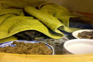 Photo 23 of shed - Waveney Valley Hogspital - Hedgehog rescue and reh, Norfolk