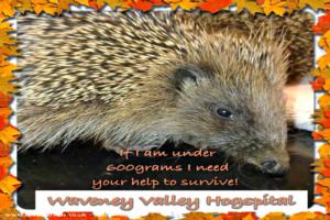 Photo 25 of shed - Waveney Valley Hogspital - Hedgehog rescue and reh, Norfolk