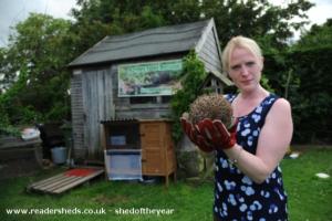 Featuring Frankie of shed - Waveney Valley Hogspital - Hedgehog rescue and reh, Norfolk