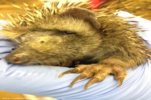 Photo 6 of shed - Waveney Valley Hogspital - Hedgehog rescue and reh, Norfolk