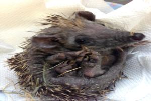 Photo 7 of shed - Waveney Valley Hogspital - Hedgehog rescue and reh, Norfolk