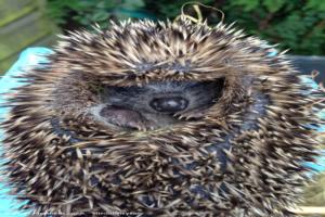 Photo 8 of shed - Waveney Valley Hogspital - Hedgehog rescue and reh, Norfolk