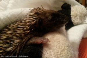 Photo 9 of shed - Waveney Valley Hogspital - Hedgehog rescue and reh, Norfolk