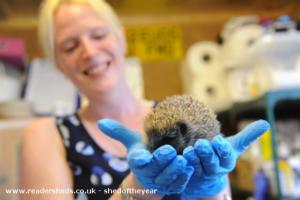 Photo 10 of shed - Waveney Valley Hogspital - Hedgehog rescue and reh, Norfolk
