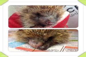 Photo 11 of shed - Waveney Valley Hogspital - Hedgehog rescue and reh, Norfolk
