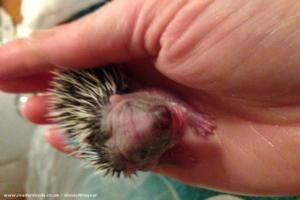 Photo 12 of shed - Waveney Valley Hogspital - Hedgehog rescue and reh, Norfolk