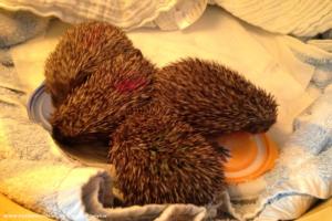 Photo 13 of shed - Waveney Valley Hogspital - Hedgehog rescue and reh, Norfolk