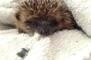 Photo 14 of shed - Waveney Valley Hogspital - Hedgehog rescue and reh, Norfolk