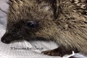 Photo 16 of shed - Waveney Valley Hogspital - Hedgehog rescue and reh, Norfolk