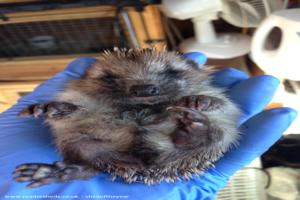 Photo 17 of shed - Waveney Valley Hogspital - Hedgehog rescue and reh, Norfolk