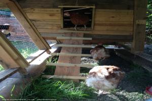 Hens settling in of shed - Old Yolks Home, South Yorkshire