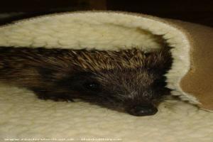 Photo 19 of shed - Pricklebums Hedgehog Rescue, Shropshire