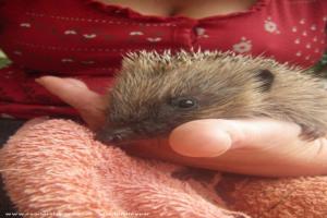 Photo 20 of shed - Pricklebums Hedgehog Rescue, Shropshire
