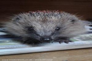 Photo 21 of shed - Pricklebums Hedgehog Rescue, Shropshire
