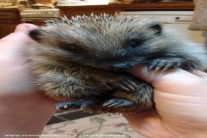 Photo 22 of shed - Pricklebums Hedgehog Rescue, Shropshire