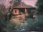 The Grateful Shed, 