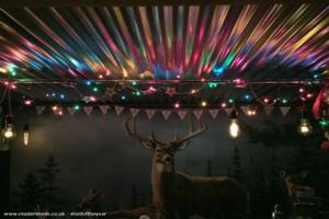 Xmas lights of shed - The Stag's Head, Somerset