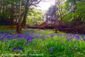 Hidden by wild blue bells of shed - Woodland Stargazer - Wee Tower , Highland