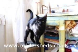Cat of shed - Bramble and Goose, Cheshire West and Chester