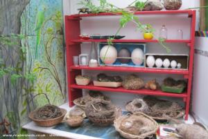 inside, birds' nests of shed - Museum of Natural Curiosities, Cambridgeshire