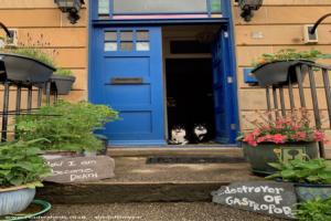 Exterior of Shed with Sociopathic Cat Buddies of shed - A Bad Situation (as in Making The Best Of...), Glasgow