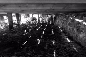 Pet lambs under deck in summer of shed - The Kubb Pavilion, Fife