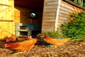 Chickens pecking about of shed - Al Fresco Shower Shed, Devon
