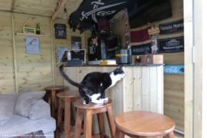 Bar area with cat Pedro Mendes of shed - Calico Roasts, Warwickshire